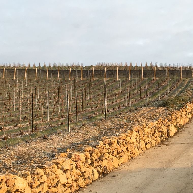 Muret en pierres meulières le long des vignes, ramassées sur Moussy